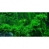 Vesicularia ferriei (Weeping moss) (IN-VITRO Ø 7 cm)