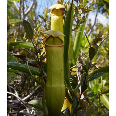 Láčkovka madagaskarská - Nepenthes madagascariensis - semena láčkovky - 10 ks