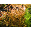 Ammania gracilis - Tuhanka něžná (balení - koš)