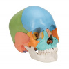 Lebka didaktická v barevném provedení - 22 částí