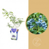 Kanadská borůvka, Vaccinium corymbosum Brigitta Blue, velikost kontejneru 5 l