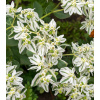 Pryšec vroubený - Euphorbia marginata - semena - 20 ks