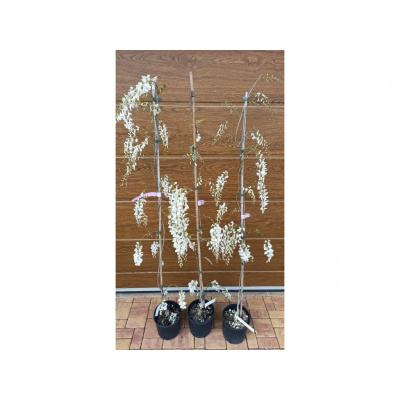 Vistárie čínská bílá (Visteria sinensis Alba) - 150 - 170 cm