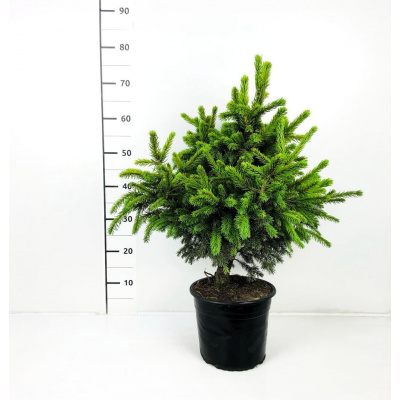 Picea abies 'Merkii' Prodejní velikost: 020/030, Velikost hrnku: 5 l Smrk ztepilý 'Merkii'