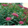 Tavolník karmínový, Spiraea bumalda Darts 'Red' (15/20cm C1L)