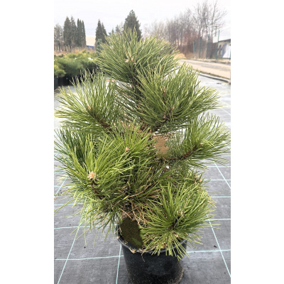 Pinus nigra 'Helga' Prodejní velikost: 020/030, Velikost hrnku: 7,5 l Borovice černá 'Helga'