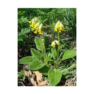 Bylinná lékárna Prvosenka jarní květ (Primulae flos) Varianta: Prvosenka 100g