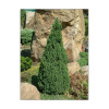 Picea glauca Conica (smrk sivý)