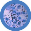 Kapavka - plyšový mikrob (B30)