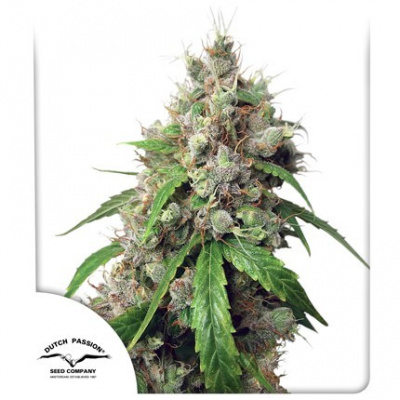 Dutch Passion Auto Euforia feminizovaná autoflowering Balení: 3 ks