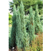 Juniperus scopulorum 'Blue Arrow' Jalovec skalní 'Blue Arrow'
