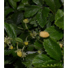 Jahodník měsíční Yellow Wonder - Fragaria vesca - semena - 0,1 g