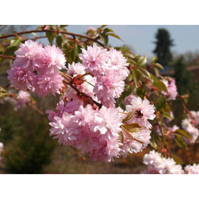 Prunus serrulata 'Kiku-shidare-sakura' Višeň pilovitá 'Kiku-shidare-sakura'