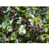 Borůvkový strom Muchovník ´PRINCE WILLIAM´ (kont. 1 litr)