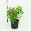 Spiraea japonica 'Albiflora' Prodejní velikost: 005/015, Velikost hrnku: 1 l Tavolník 'Albiflora'