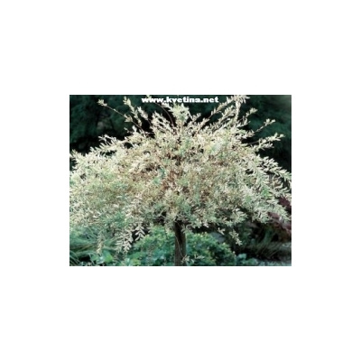 Salix integra 'Hakuro-nishiki' /Albomaculata/ - Vrba prostřední