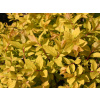 SPIRAEA JAPONICA 'Golden Princess', 20–30