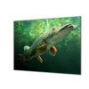 Ochranná deska ze skla ryba štika - 55x55cm / S lepením na zeď