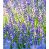 Levandule lékařská Provence Blue - Lavandula angustifolia - semena - 15 ks