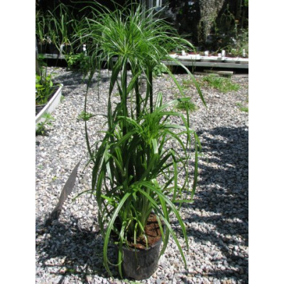 Cyperus papyrus - šáchor, papyrus - mladé rostliny