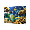 Ochranná deska mořský svět, korály, ryba - 55x55cm / S lepením na zeď
