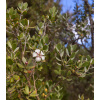 Woolly Tea-Tree - Leptospermum Lanigerum - semena - 20 ks