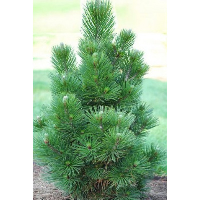 borovice bělokorá 'SATELLIT' (Pinus heldreichii )