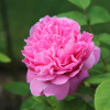 Ekokoza Anglická růže, 1 l