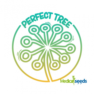 Perfect Tree - Baked In Paris 6 ks - semena neobsahují THC