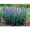 levandule-online.cz Rozrazil klasnatý - Veronica spicata nana "Blauteppich" '