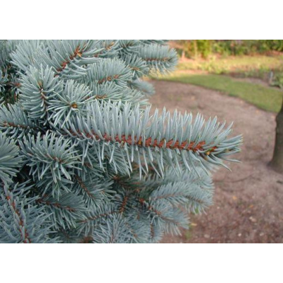 Picea Pungens - Smrk pichlavý