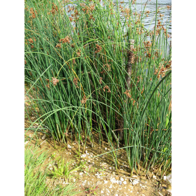 Skřípinec jezerní - Scirpus lacustris, Květník o průměru 9 cm