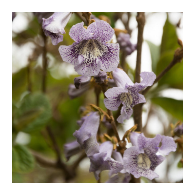 Paulovnie catalpifolia - Paulownia - prodej semen - 15 ks