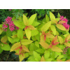 Tavolník bumaldův ´Goldflame´ (Spiraea x bumalda ´Goldflame´)