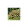 Spiraea bumalda 'Goldflame' 20-30 C1L