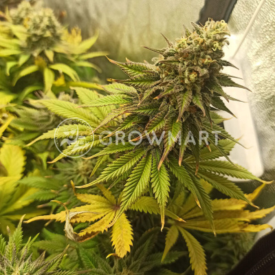 Sweet Seeds Killer Kush F1 Fast Version semena neobsahují THC 3Ks