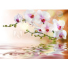 WEBLUX Fototapeta vliesová white orchids on water with drop - 59169031 bílé orchideje na vodě s poklesem, 100 x 73 cm