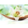 WEBLUX Fototapeta vliesová Beautiful white lily flower on a coco palm leaf - 29781120 Krásná bílá lilie květ na kokosovém palmovém listu, 145 x 100 cm