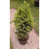 Picea glauca Conica - kónický smrk