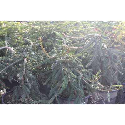 Smrk ztepilý 'Frohburg' - Picea abies 'Frohburg', Kontejner o objemu 15 litrů