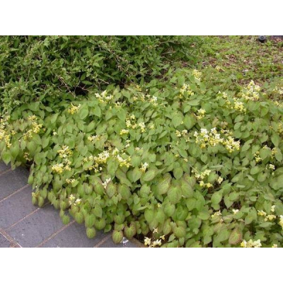 Epimedium versicolor Sulphureum (škornice pestrobarevná)