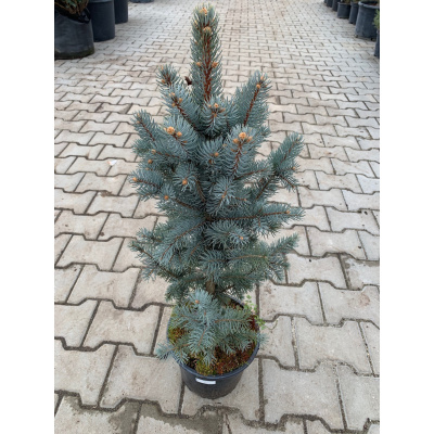 Smrk pichlavý / Picea pungens 'ISELI FASTIGIATE' Picea pungens 'ISELI FASTIGIATE'