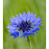BIO Chrpa modrá - Centaurea cyanus - semena - 30 ks