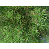 Pinus mugo pumilio - Borovice kleč