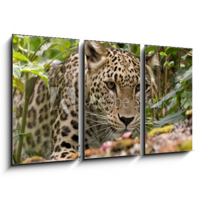 Obraz 3D třídílný - 90 x 50 cm - Persian Leopard Perský leopard