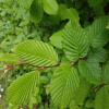 Carpinus betulus PK - balení po 50 ks Prodejní velikost: 035/050, Velikost hrnku: PK Habr obecný PK - balení po 50 ks