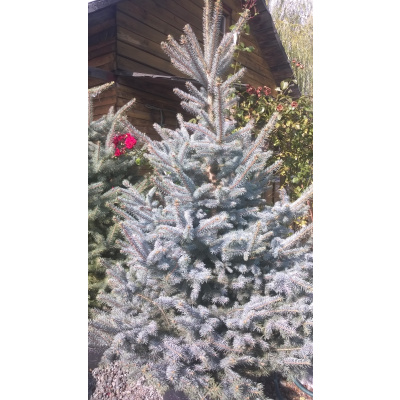 Smrk pichlavý vánoční strom 120-150 cm řezaný (Picea pungens)