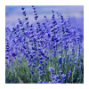 Levandule lékařská Provence Blue - Lavandula angustifolia - prodej semen - 15 ks