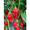 Habanero Tasmanian | semena chilli, pálivost až 150tis SHU