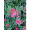 Tavolník japonský ´Dart´s Red´ (Spiraea japonica ´Dart´s Red´)